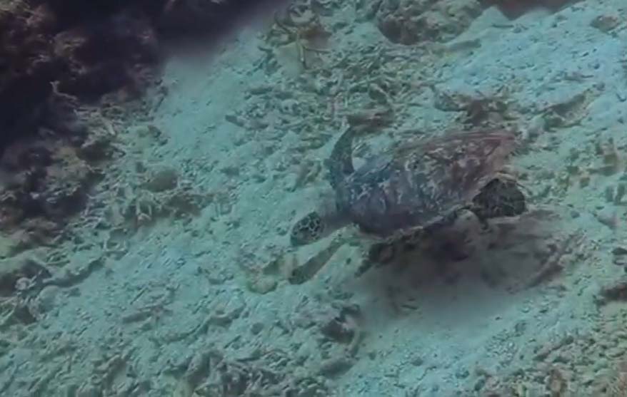 PADI Instructor Specialties like Fish ID Instructor