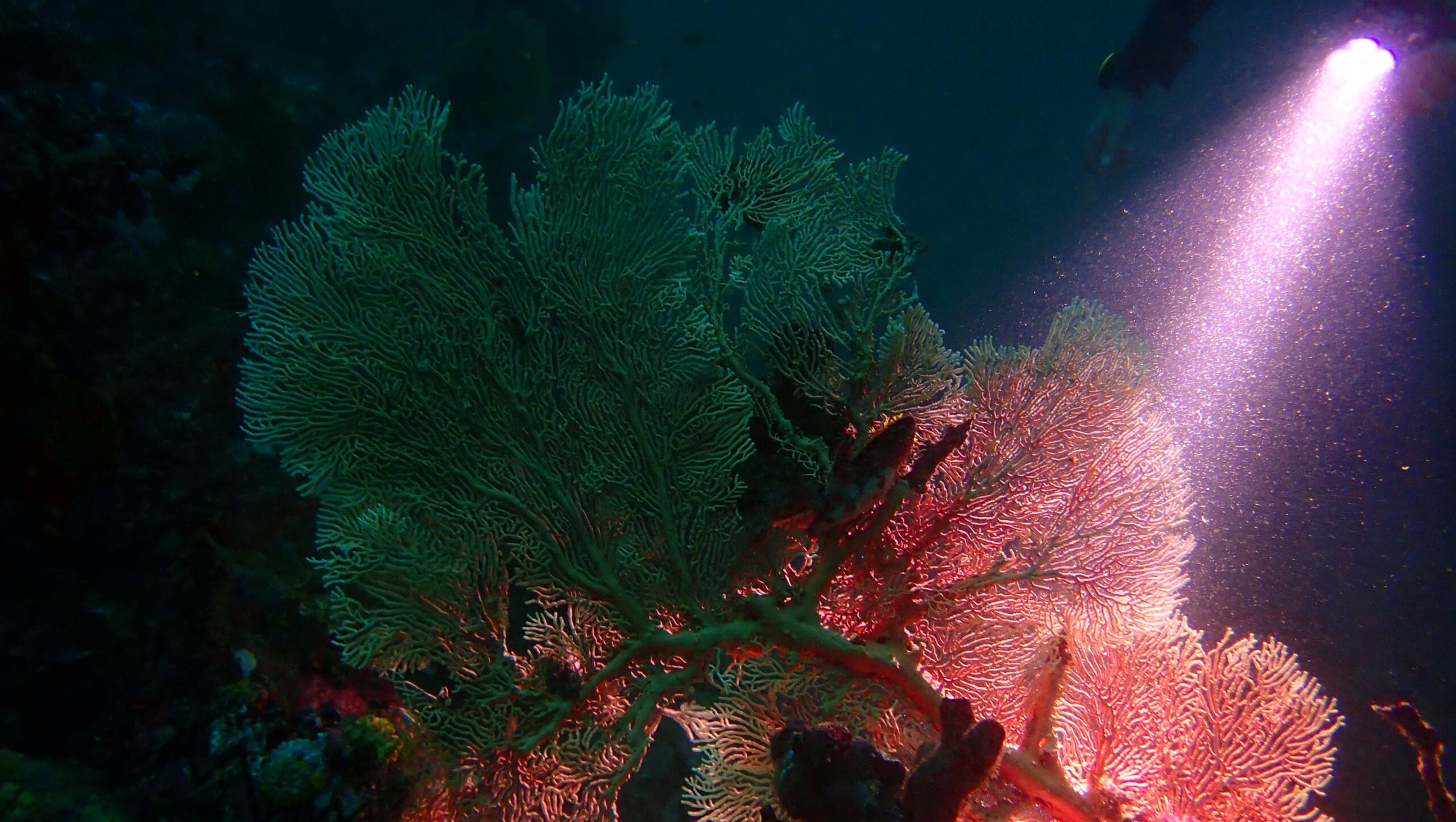 Night Diver Instructor Specialty