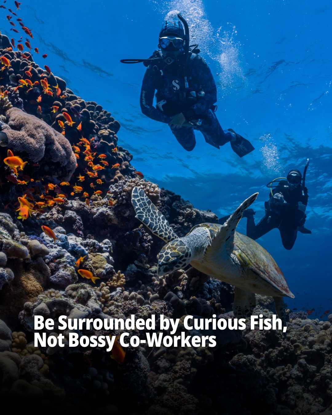 Fish and marine life